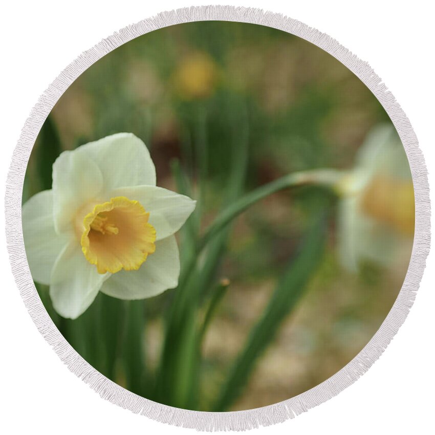 Flowers Round Beach Towel featuring the photograph Pinhole View Of Spring Daffodils by Dorothy Lee
