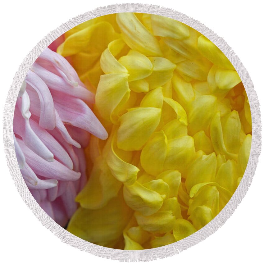 Pink Round Beach Towel featuring the photograph Pink and Yellow Mums by Jim Gillen