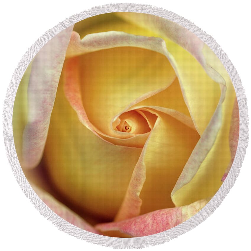 Rose Round Beach Towel featuring the photograph Pink and yellow rose by Jaroslaw Blaminsky