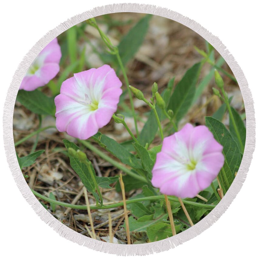 Pink Round Beach Towel featuring the photograph Pink Bindweed by Ann E Robson