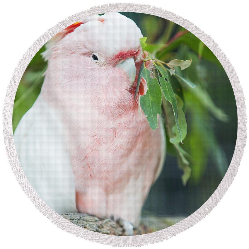 Australia Round Beach Towel featuring the photograph Pink Cockatoo by Agnes Caruso