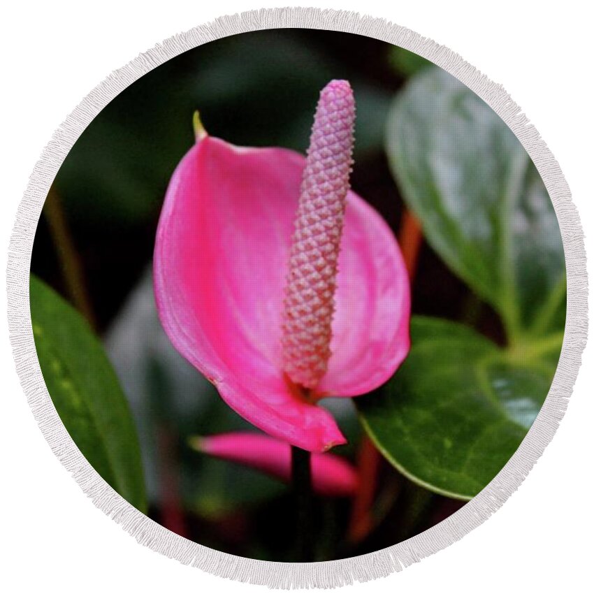 Flamingo Round Beach Towel featuring the photograph Pink Flamingo Flower I by Michiale Schneider