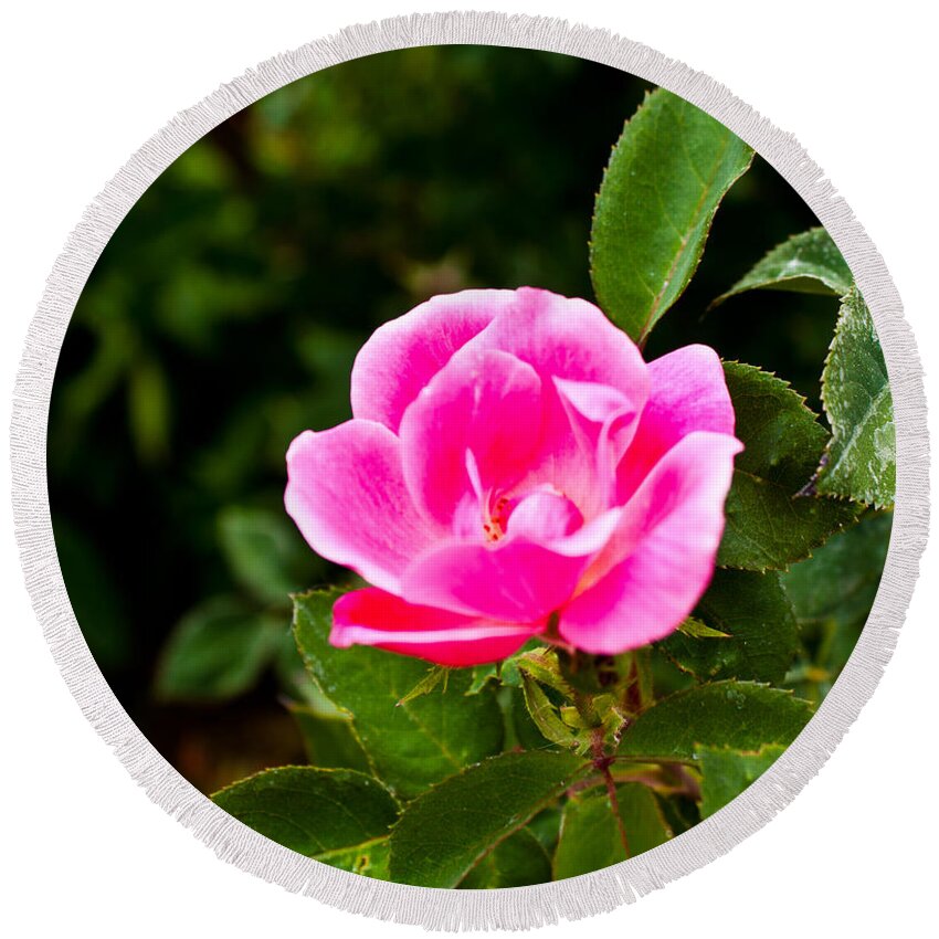  Round Beach Towel featuring the photograph Pink Flower by James Gay