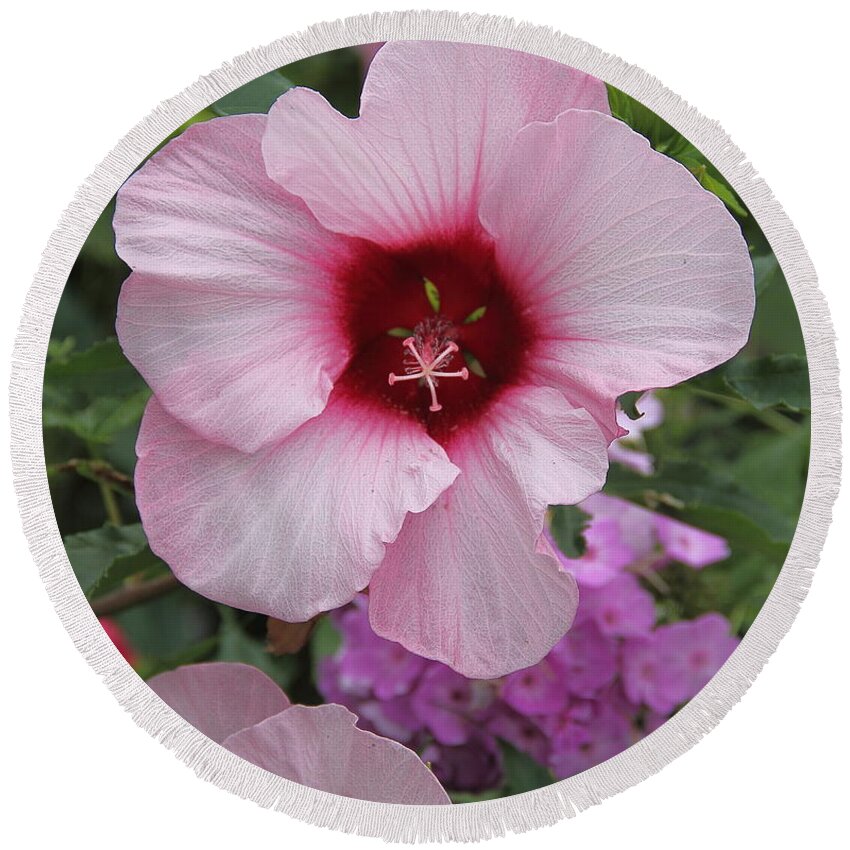 Flower Round Beach Towel featuring the photograph Pink Hibiscus by Allen Nice-Webb