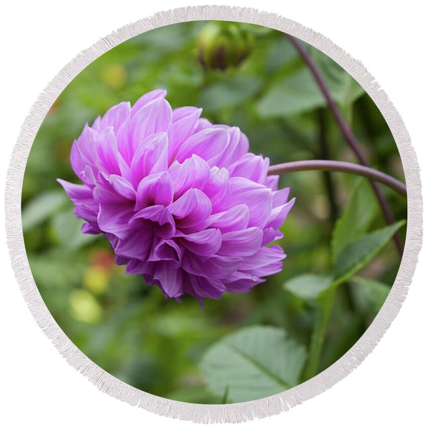 Pink Round Beach Towel featuring the photograph Pink Lavender Dahlia by Diane Macdonald