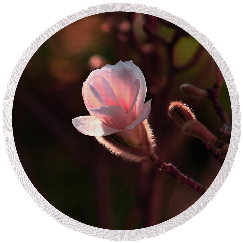 Magnolia Round Beach Towel featuring the photograph Pink Magnolia by Jeff Townsend