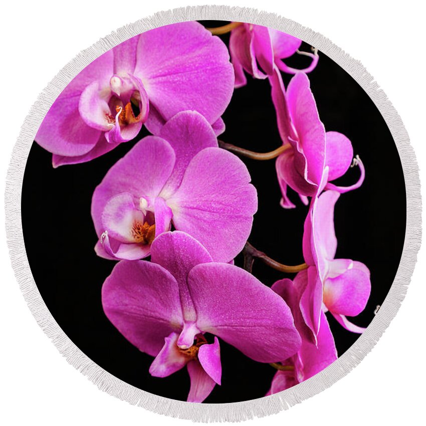 Pink Orchid Round Beach Towel featuring the photograph Pink Orchid with Black background by Andy Myatt