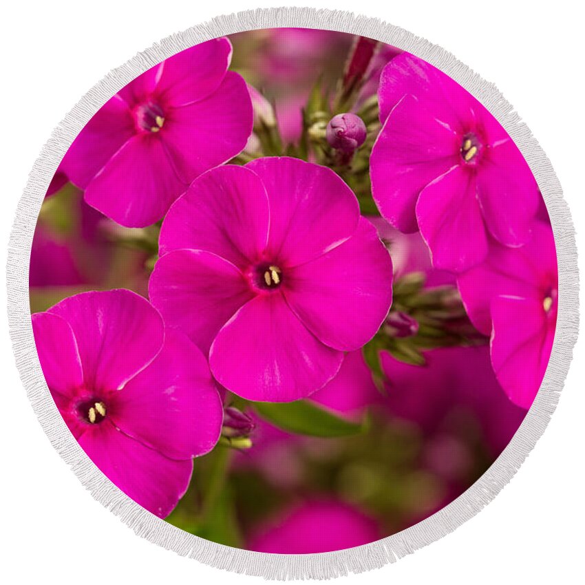 Phlox Round Beach Towel featuring the photograph Pink Paradise by Mary Jo Allen