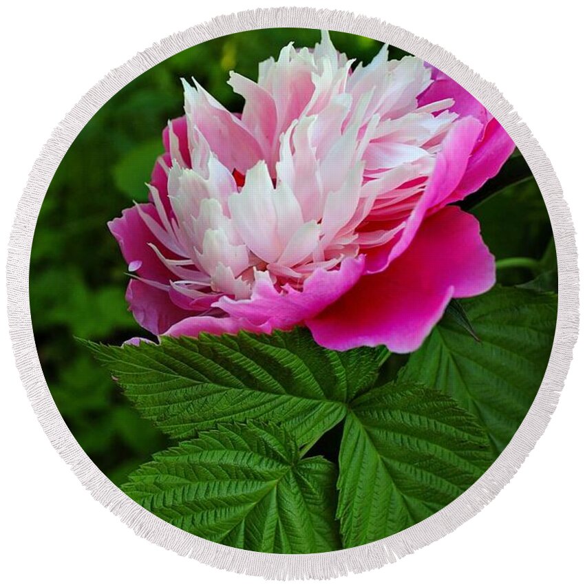 Peony Round Beach Towel featuring the photograph Pink peony in the summer garden by Yuri Hope