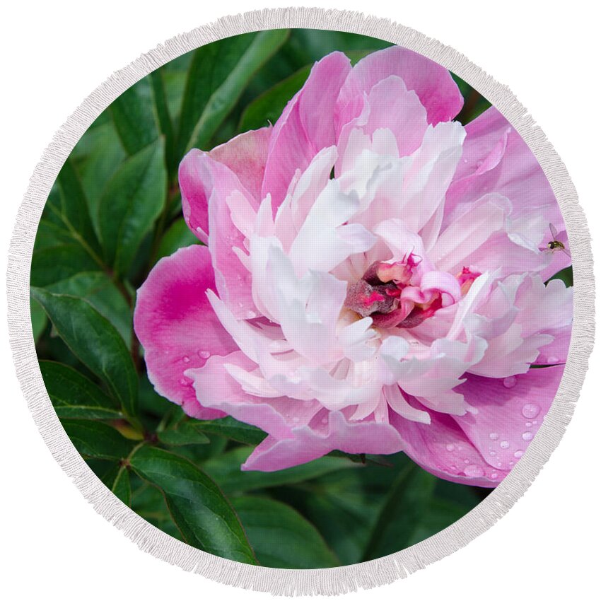 Pink Round Beach Towel featuring the painting Pink Peony by Laurel Best