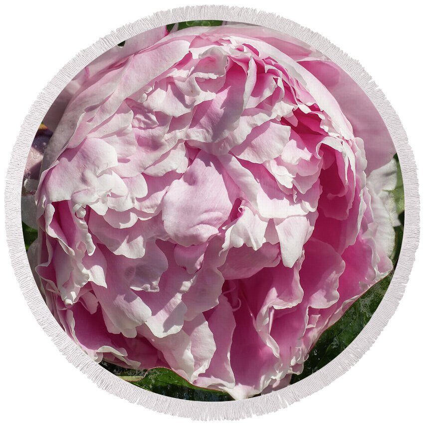Pink Peony Round Beach Towel featuring the photograph Pink Peony II by Scott and Dixie Wiley