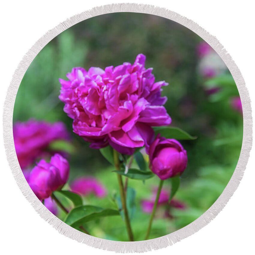 Peony Round Beach Towel featuring the photograph Pink Peony by Pamela Williams