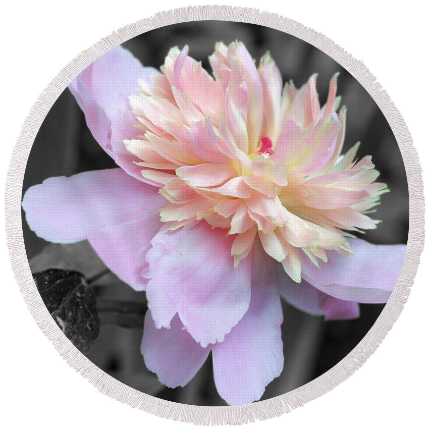 Flower Round Beach Towel featuring the photograph Pink Peony Partial Color by Smilin Eyes Treasures