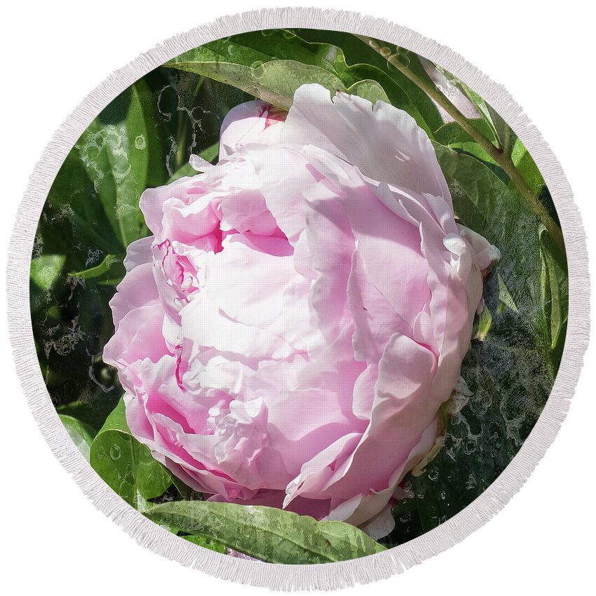 Pink Peony Round Beach Towel featuring the photograph Pink Peony by Scott and Dixie Wiley