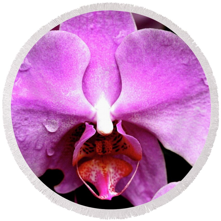 Flower Round Beach Towel featuring the photograph Pink Phalanopsis Orchid Flower . 7D5742 by Wingsdomain Art and Photography