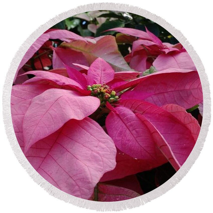Flower Round Beach Towel featuring the photograph Pink Poinsettias by Anita Adams