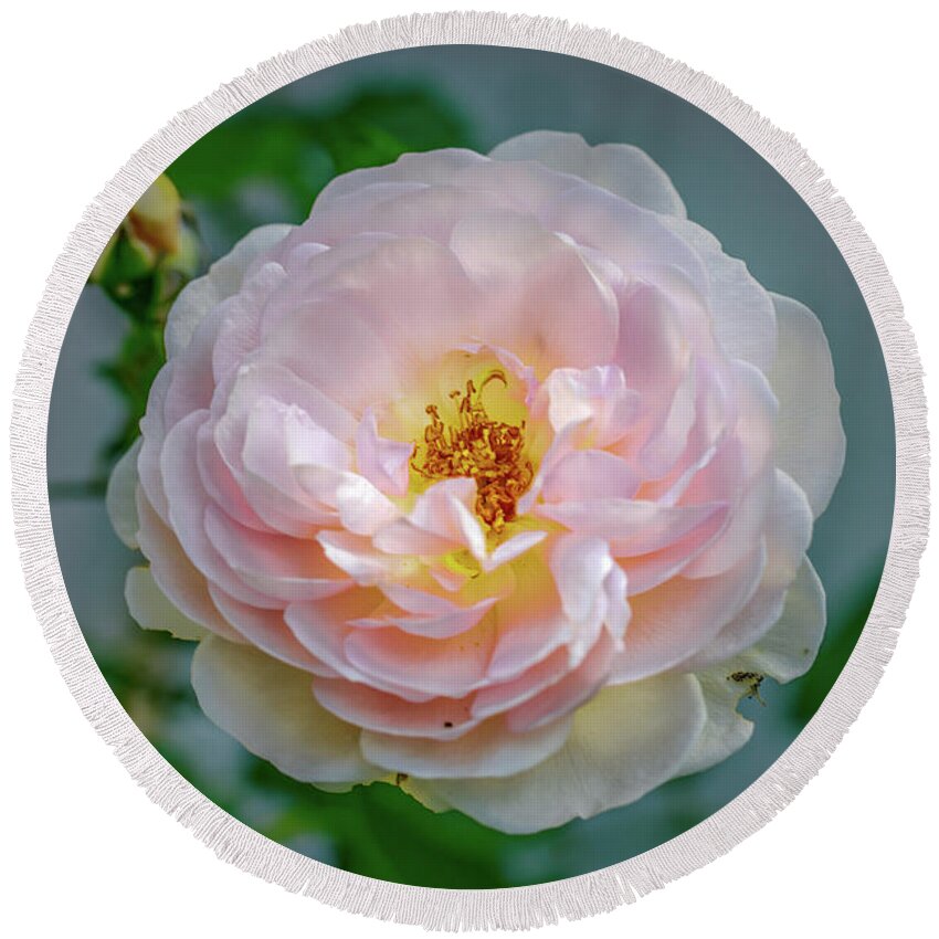 Color Round Beach Towel featuring the photograph Pink rose #c3 by Leif Sohlman
