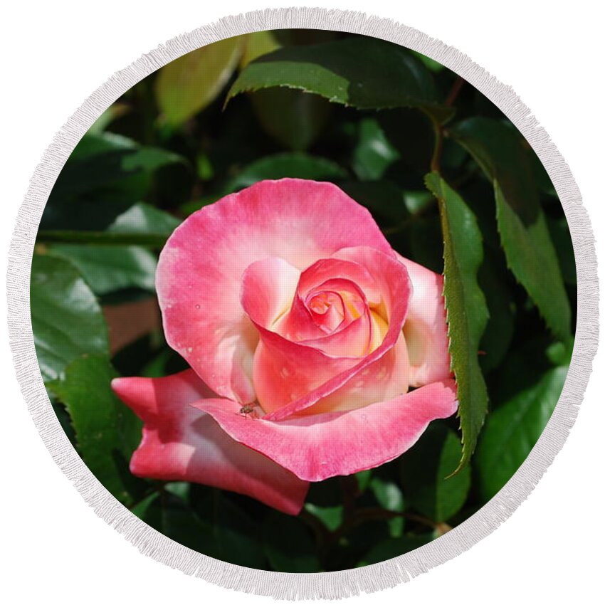 Pink Round Beach Towel featuring the photograph Pink Rose by Sandra Lee Scott