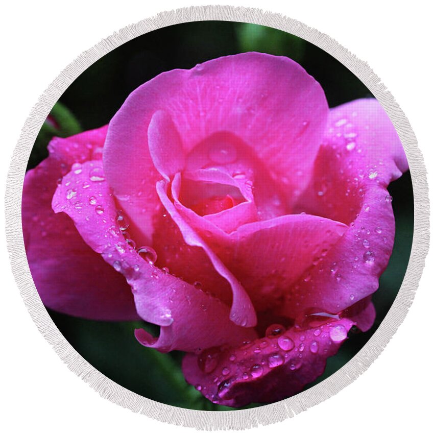 Roses Round Beach Towel featuring the photograph Pink Rose with Raindrops by Trina Ansel