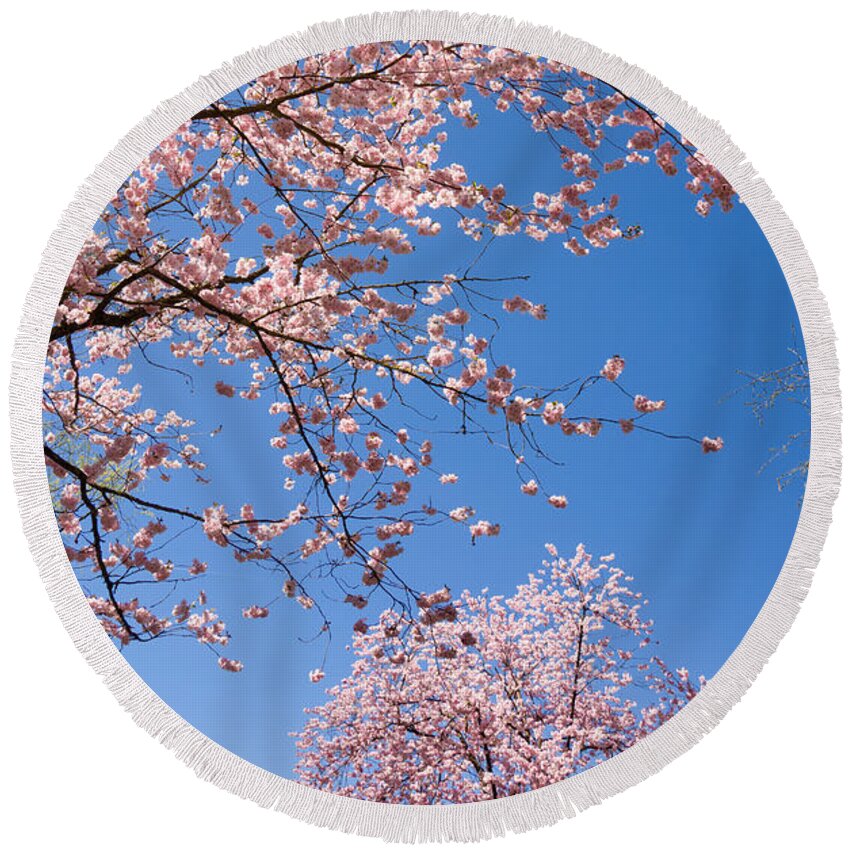 Pink Round Beach Towel featuring the photograph Pink trees in full bloom in spring by Matthias Hauser