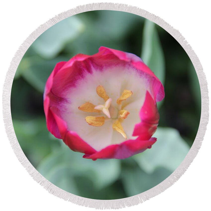 Tulip Round Beach Towel featuring the photograph Pink Tulip Top View by Allen Nice-Webb