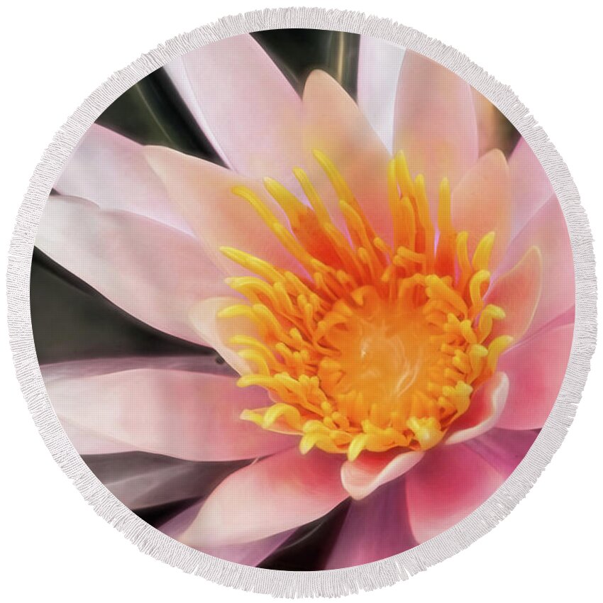 Waterlily Round Beach Towel featuring the photograph Pink Waterlily by Erika Fawcett