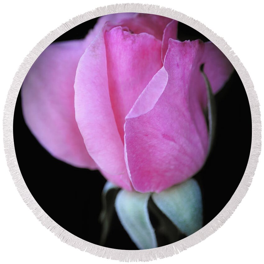 Roses Round Beach Towel featuring the photograph Pinky by Elaine Malott