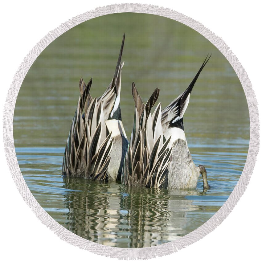 Northern Round Beach Towel featuring the photograph Pintail Ducks Dive by Tam Ryan