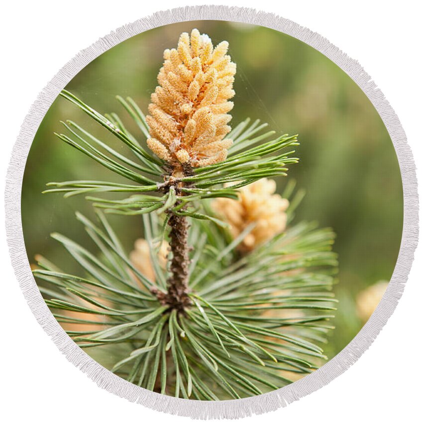 Pinus Mugo Round Beach Towel featuring the photograph Pinus Mugo pine blooming macro by Arletta Cwalina
