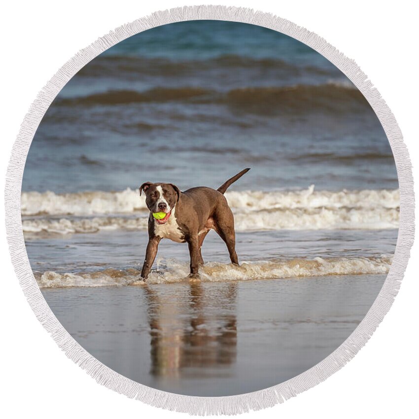Adorable Round Beach Towel featuring the photograph Pitbull Terrier by Peter Lakomy