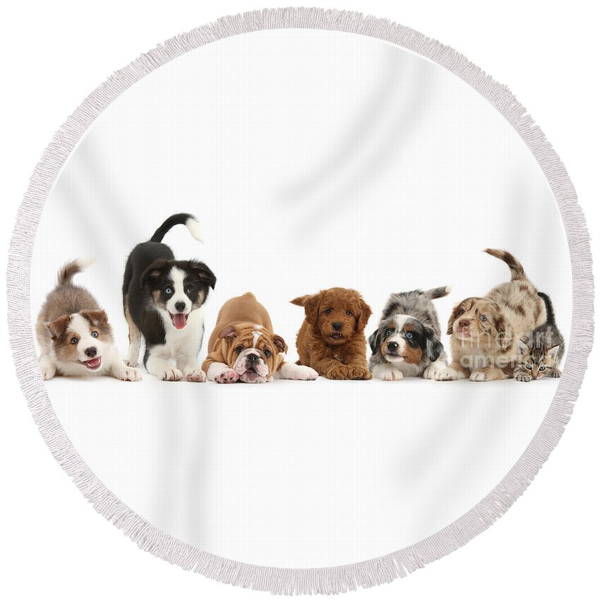 Playbow Round Beach Towel featuring the photograph Play-bowing dogs and kitten by Warren Photographic