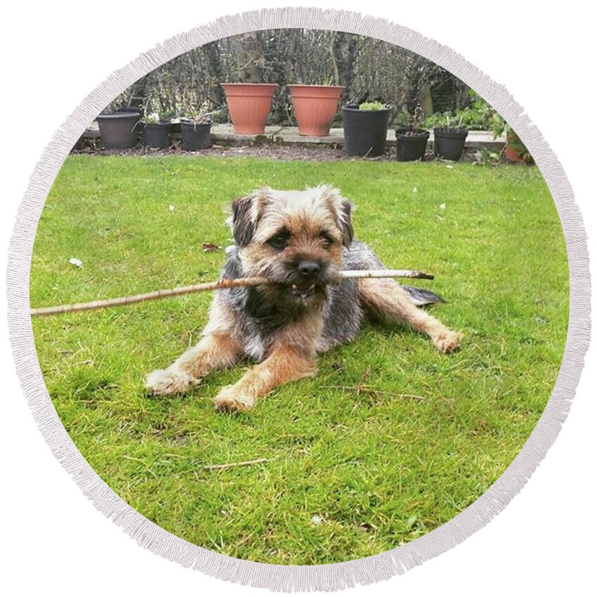 Dog Round Beach Towel featuring the photograph Playing With Sticks by Rowena Tutty