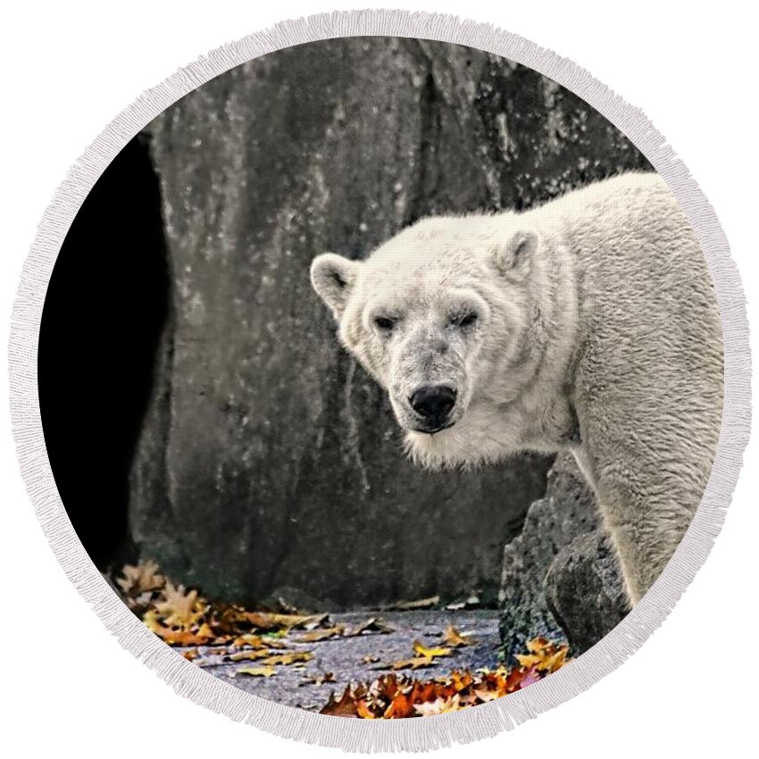 Nature Round Beach Towel featuring the photograph Polar Bear 101 by Diana Angstadt