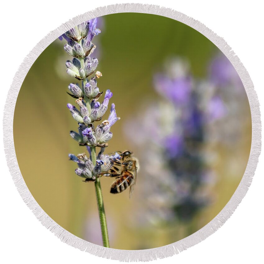 Lavender Round Beach Towel featuring the photograph Pollinating by Rod Best