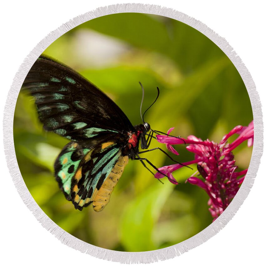 Bug Round Beach Towel featuring the photograph Pollination - Common Birdwing Butterfly by Anthony Totah