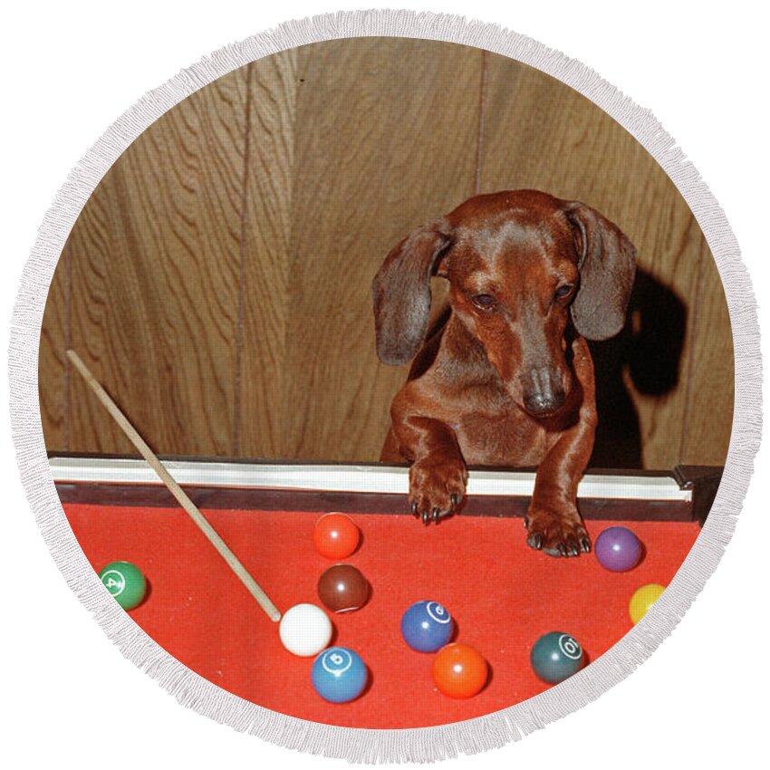 Dog Round Beach Towel featuring the photograph Pool Playing Dog by Ted Keller