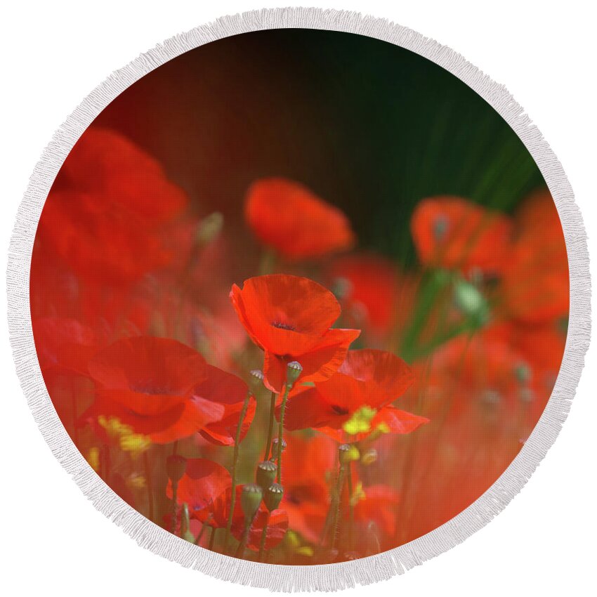Poppy Round Beach Towel featuring the photograph Poppy Amongst Grasses by Pete Walkden