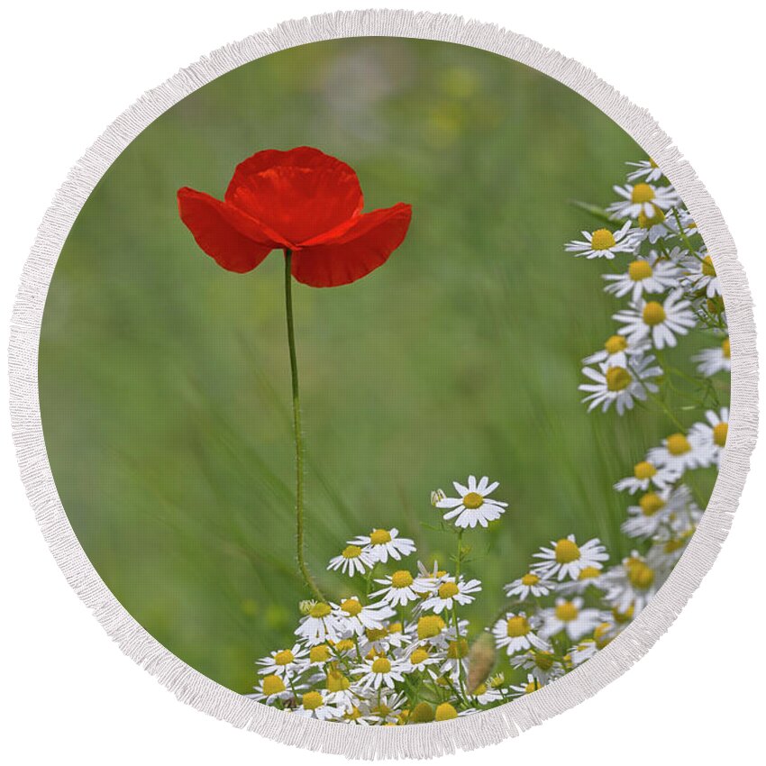 Wild Round Beach Towel featuring the photograph Poppy And The Daisies by Pete Walkden
