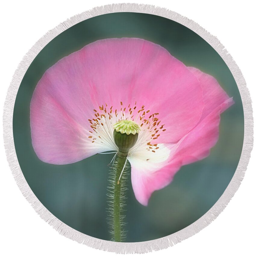 Pink Flower Round Beach Towel featuring the photograph Poppy Fan by Kim Hojnacki