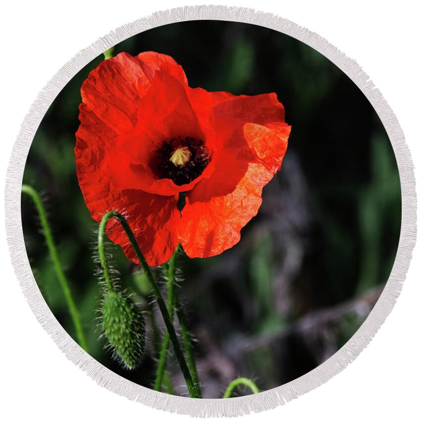 Poppy Round Beach Towel featuring the photograph Poppy story by Chris Day