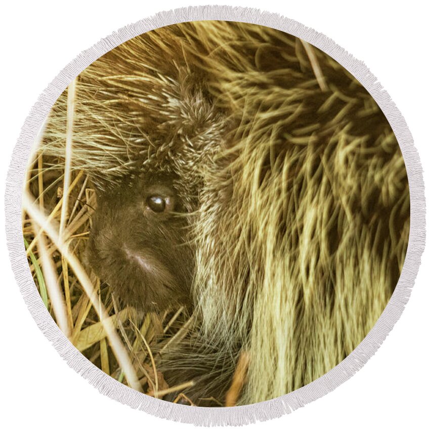 Porcupine Round Beach Towel featuring the photograph Porcupine Hiding by Belinda Greb