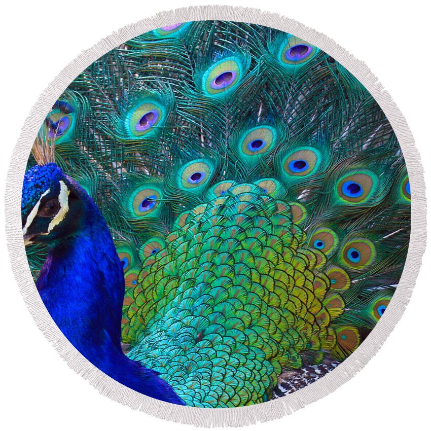 Peacock Round Beach Towel featuring the photograph Portrait of a Peacock by Roger Becker