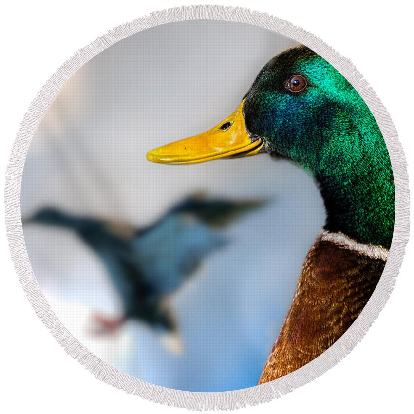 Duck Round Beach Towel featuring the photograph Portrait of Duck 2 by Bob Orsillo