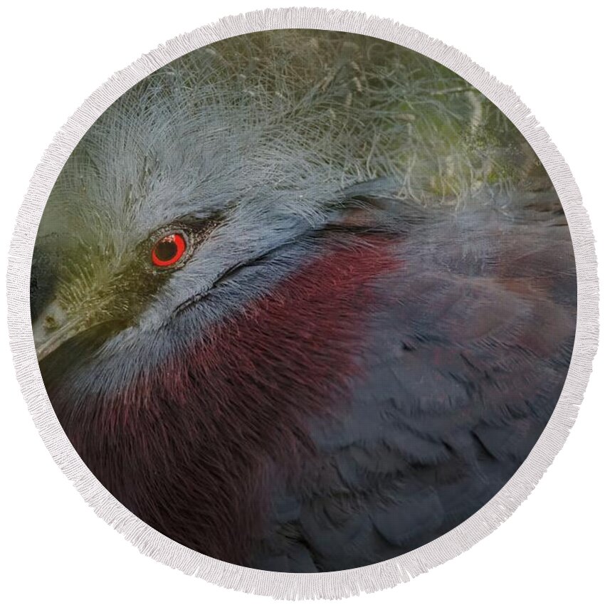 Victoria Crowned Pigeon Round Beach Towel featuring the photograph Portrait of Victoria Crowned Pigeon by Eva Lechner