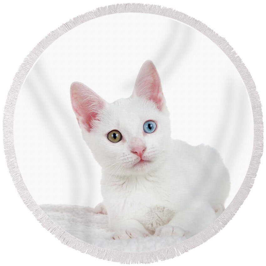 Heterochromia Round Beach Towel featuring the photograph Portrait of White Kitten with heterochromia by Sheila Fitzgerald