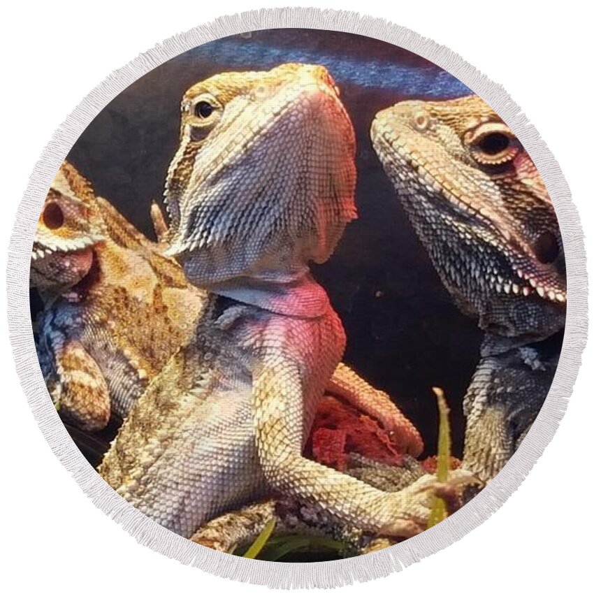 Reptiles Round Beach Towel featuring the photograph Posers at the Pet Store by Dani McEvoy