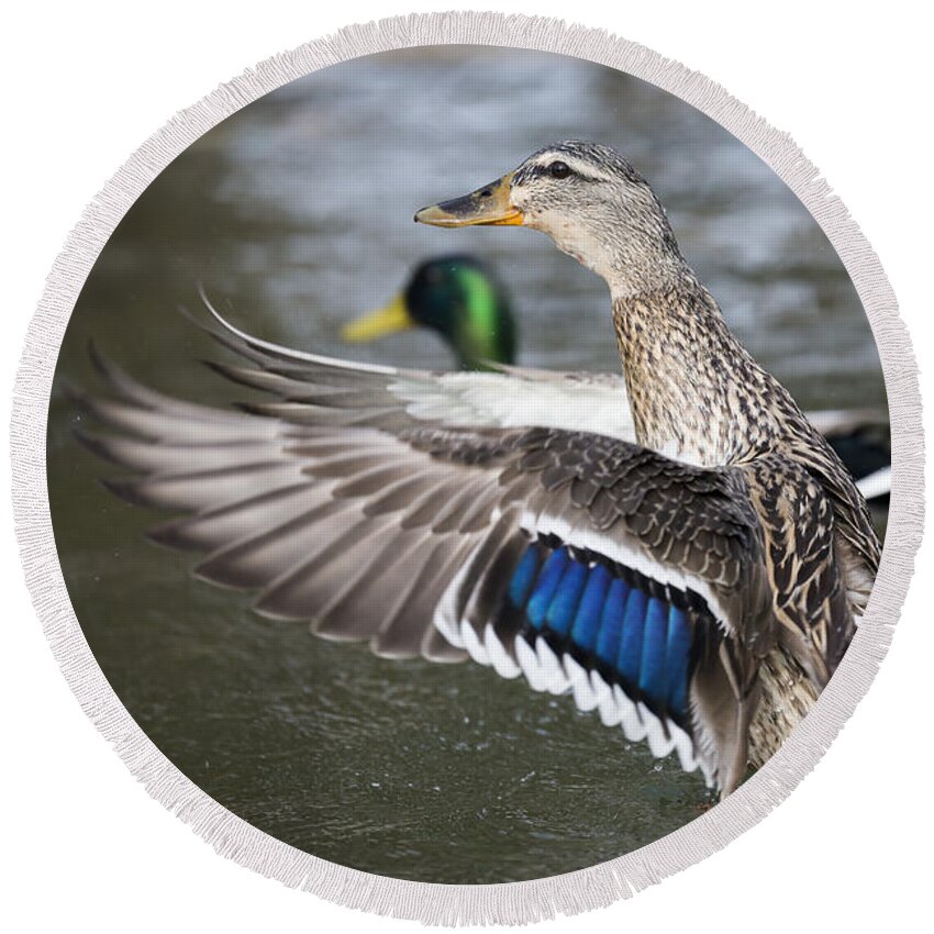 Duck Round Beach Towel featuring the photograph Taking Flight by Andrea Silies
