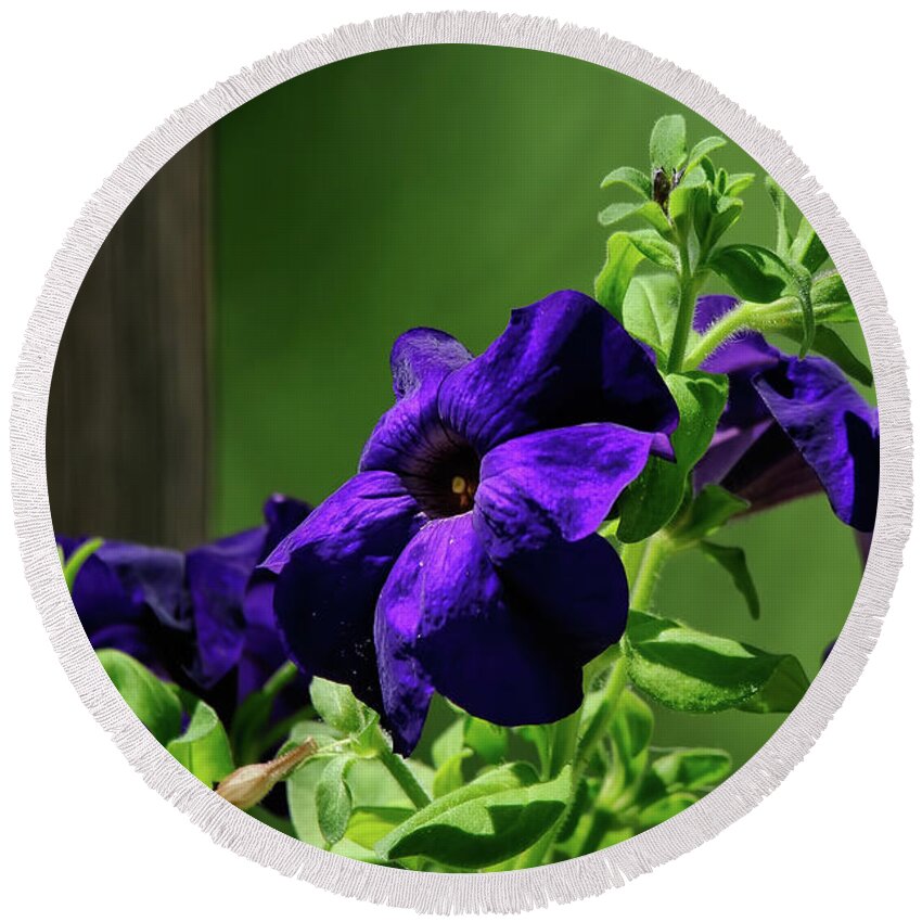 Petunia Round Beach Towel featuring the photograph Potted Purple Petunia Plant On The Porch by Lois Bryan
