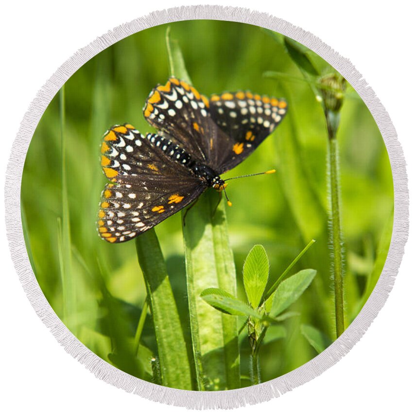 Butterfly Round Beach Towel featuring the photograph Baltimore Checkerspot Butterfly I by Christina Rollo
