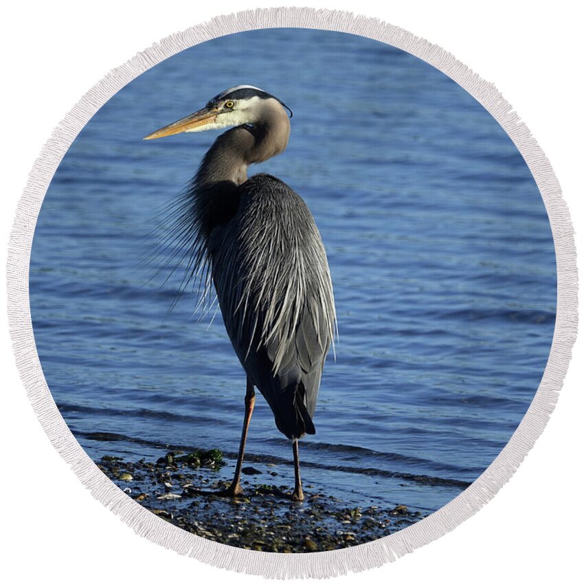Bird Round Beach Towel featuring the photograph Pretty Heron by Rick Lawler